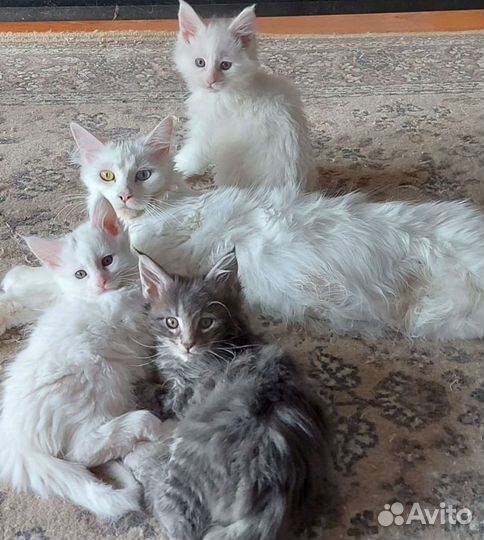 Кот мейн-кун вязка