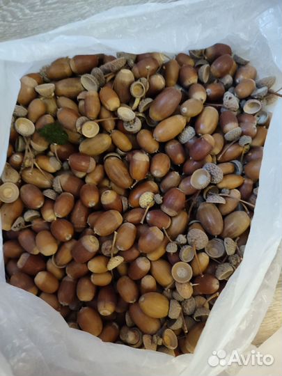 Желуди дуба