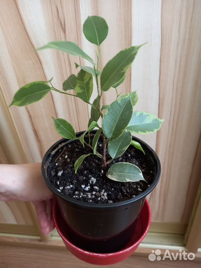 Фикус бенджамина