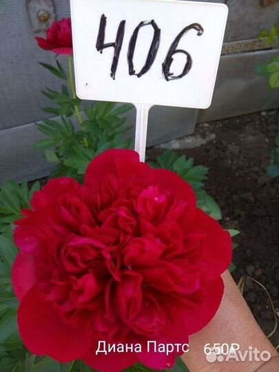 Корни пионов