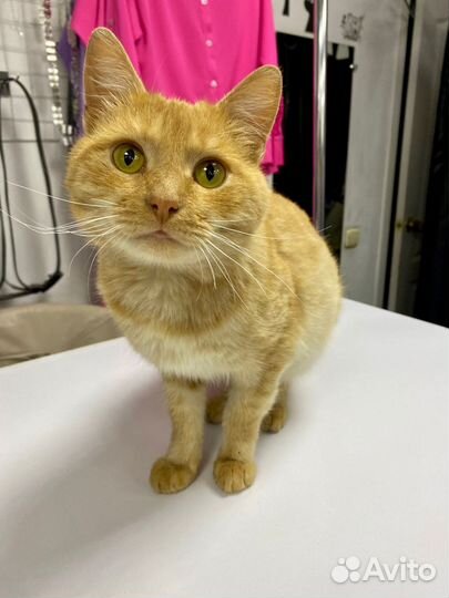 Котик Рыжик в дар