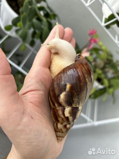 Улитки ахатины