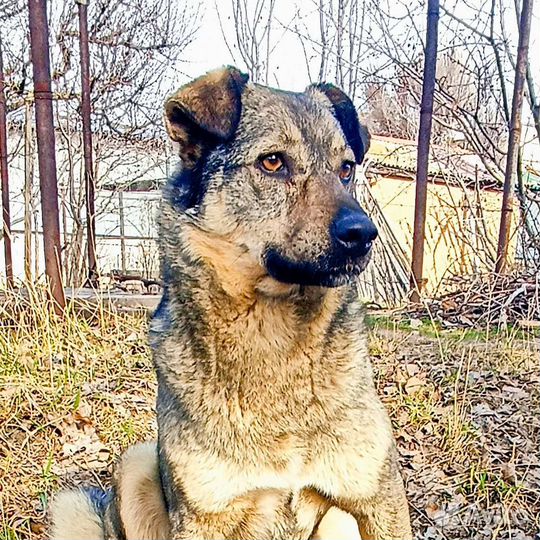 Кобель охранник в добрые руки