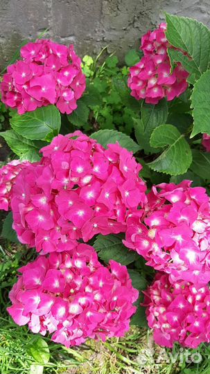 Гортензия саженцы