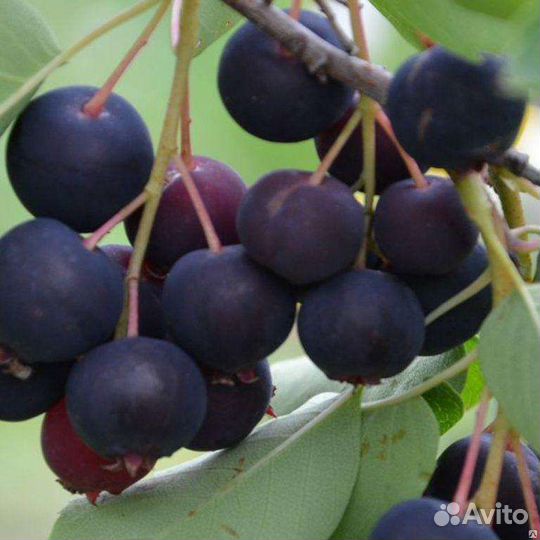 Ирга саженцы