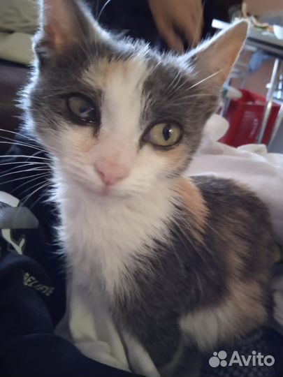 Котенок девочка бесплатно