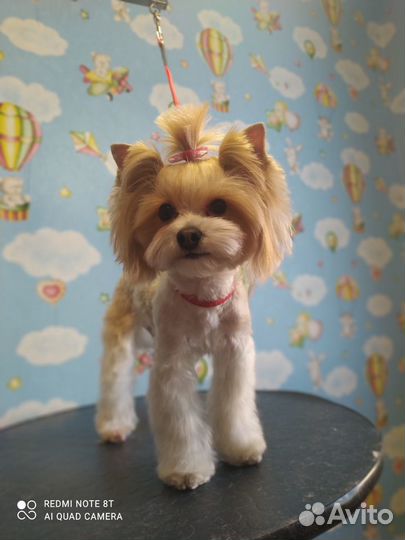 Грумер. Стрижка собак и кошек