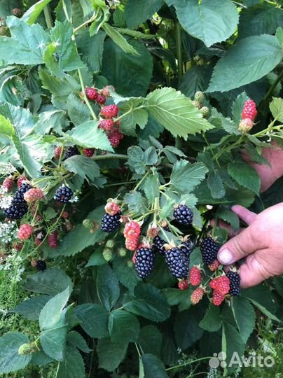 Саженцы Ежевика Бзежина и Полар