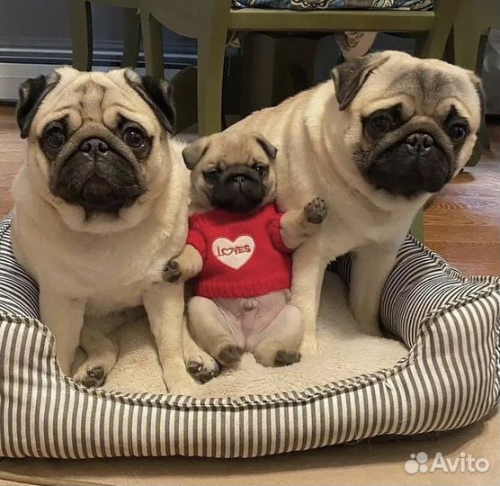 Передержка собак (мопсов)