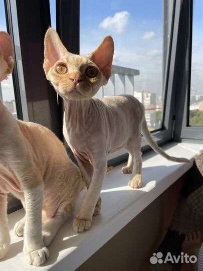 Котик девон рекс Йорик