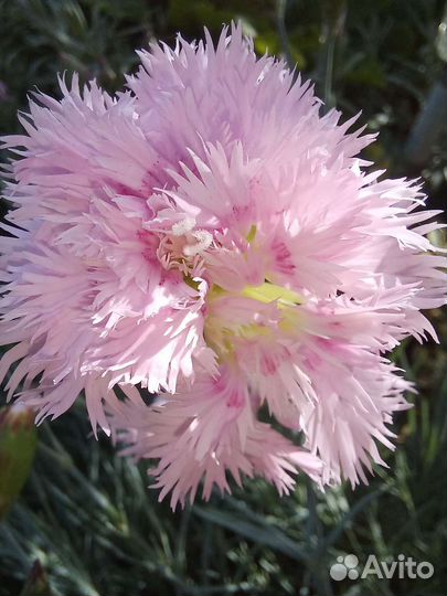 Стелющиеся растения, низкорослые