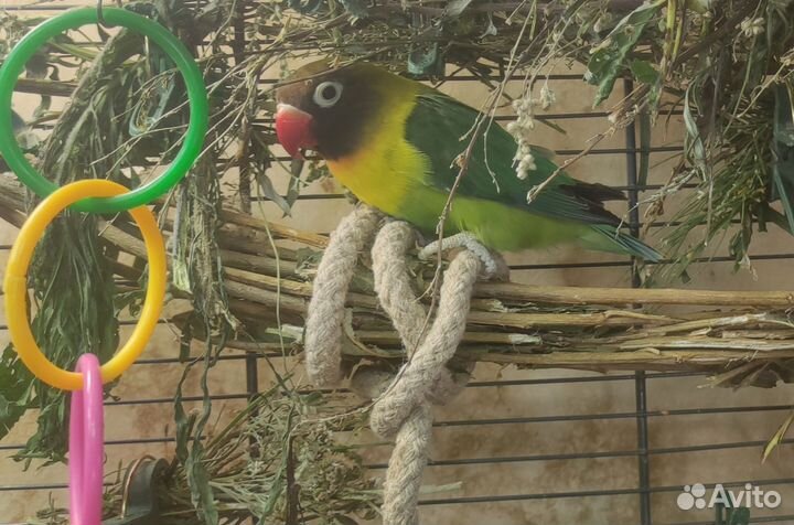 Неразлучник масковый самка