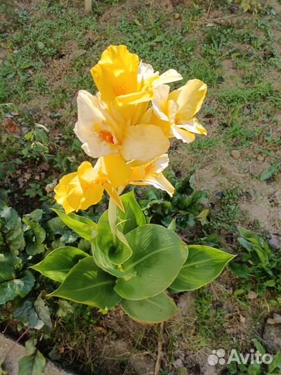 Цветы канны