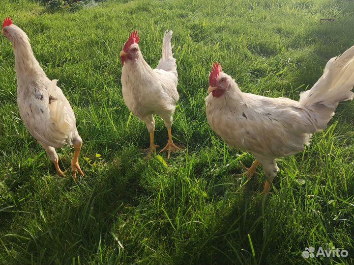 Петухи молодые породистые