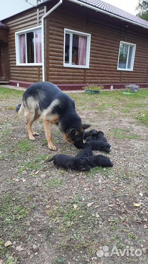 Щенки немецкой овчарки