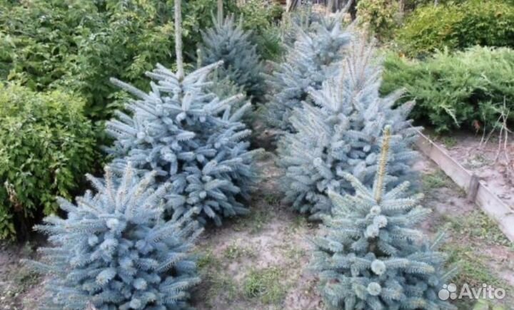 Саженцы ель голубая c3