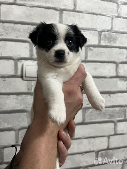 Щенок джек рассел терьер