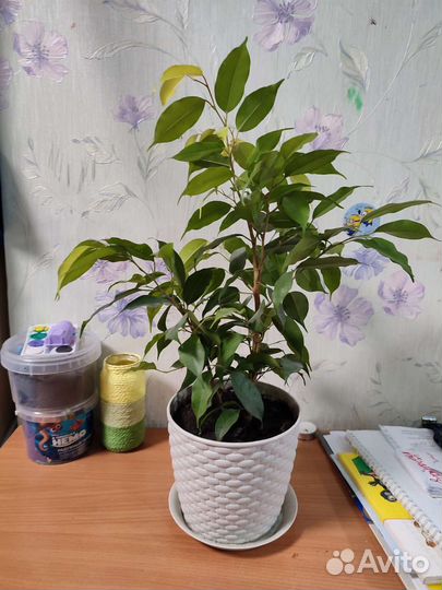Фикус бенджамина