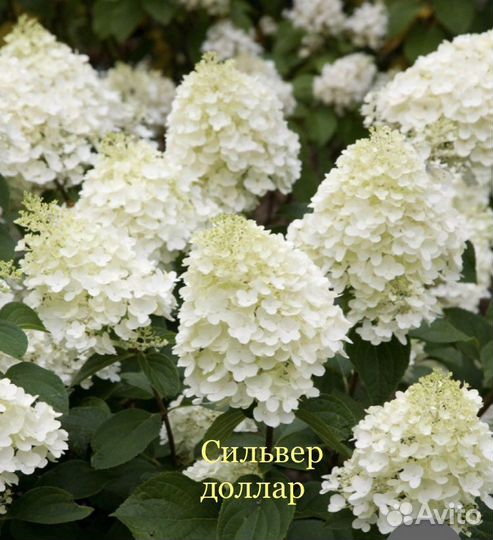Гортензии метельчатые новинки