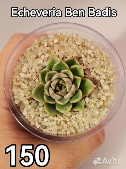 Суккуленты