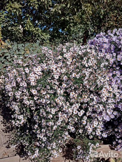 Сентябринки