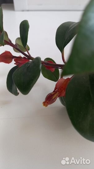 Нематантус золотая рыбка (тропикана)