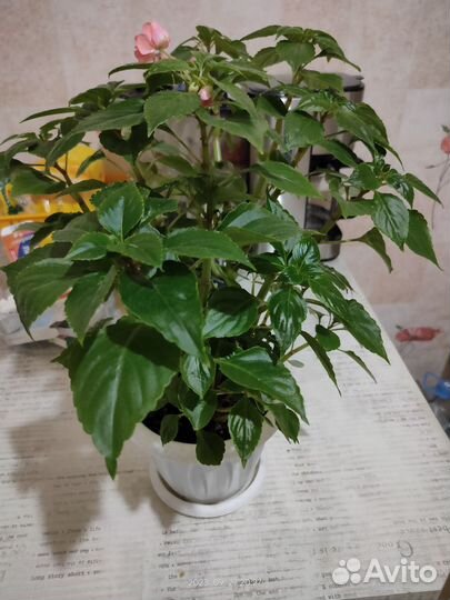 Бальзамин розовый