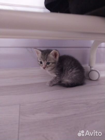 Шотландская прямоухая кошка