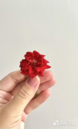 Роза комнатная домашняя