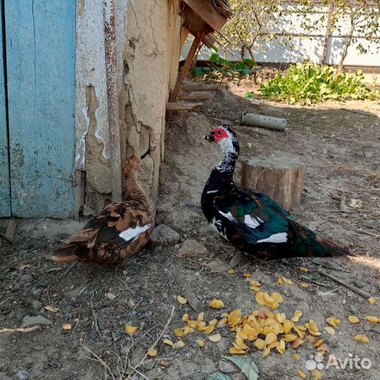 Селезень индоутки