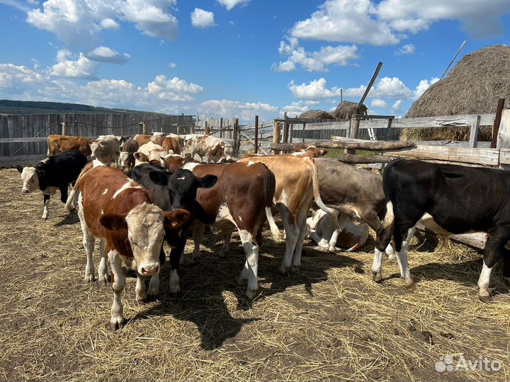 Телята бычки сементалы
