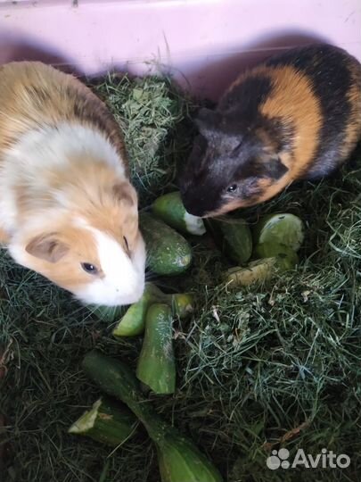 Морская свинка с клеткой