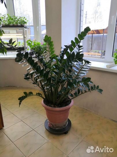 Крупногабаритные цветы