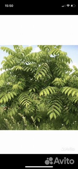 Орех Маньчжурский