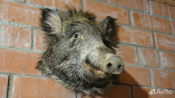 Чучело кабана