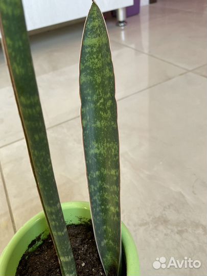 Сансевиерия сортовая