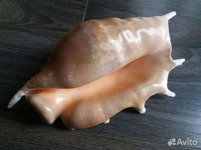 Ракушка, раковина Lambis trunkata, морская звезда