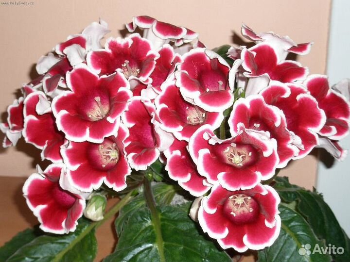 Семена глоксиний смесь