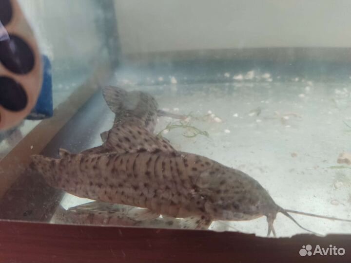 Сомики Терракатумы