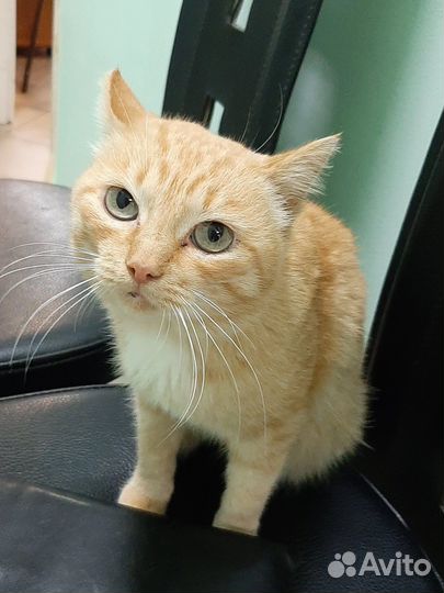 Особенный котик