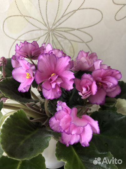 Шикарные цветущие фиалки