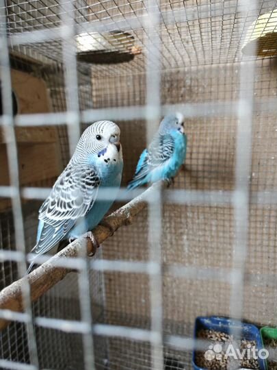 Попугаи волнистые, молодежь