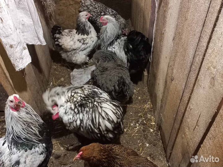 Инкубационное яйцо