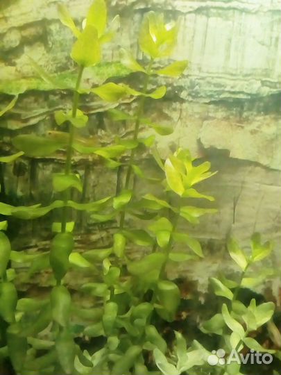 Аквариумные растения, прополка 16 видов