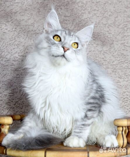 Серебряный мальчик мейн кун