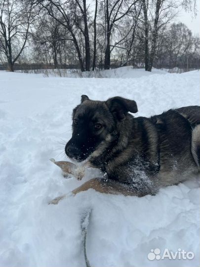 Малыш Олимп из приюта Некрасовка