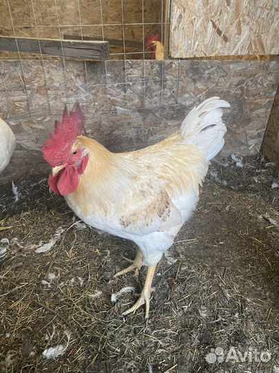 Продам петухов