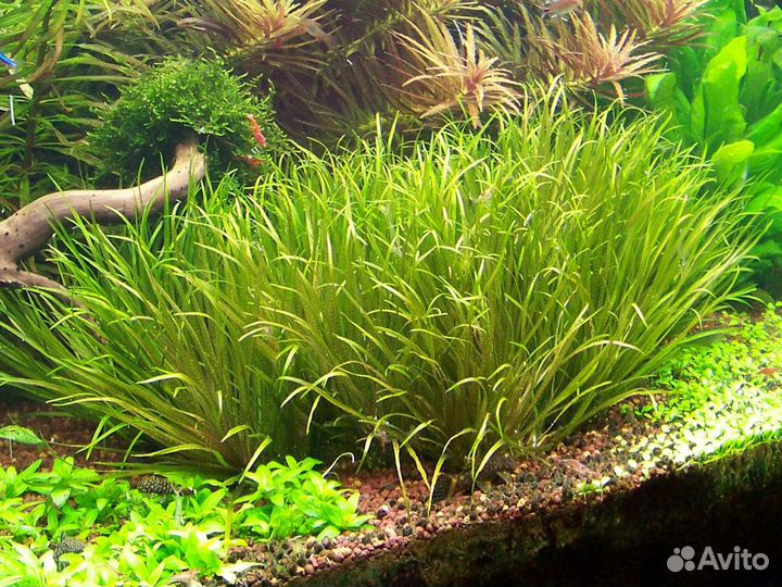 Аквариомное растение