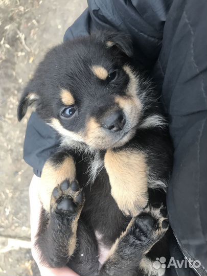 Девочка в добрые руки