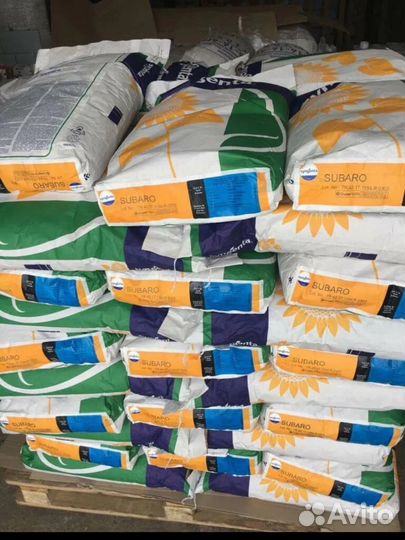 Семена подсолнечника